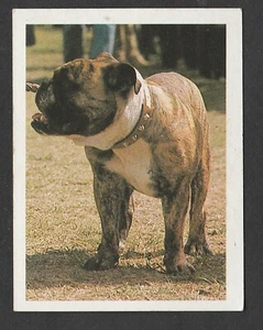 Perros - Tarjeta coleccionable Española alrededor de 1985 #100 Bulldog Inglés Perro - Imagen 1 de 2