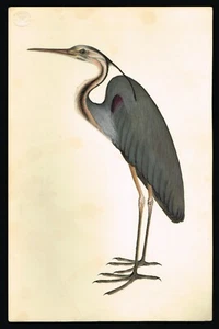 Handmade Bird Miniature Painting Of Great Heron Bird On Paper 8x13 Inches - Picture 1 of 5