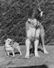 crp-37463 1940 St Bernard dog Buck Jr & small pooch Stuffie Pete Smith short sub