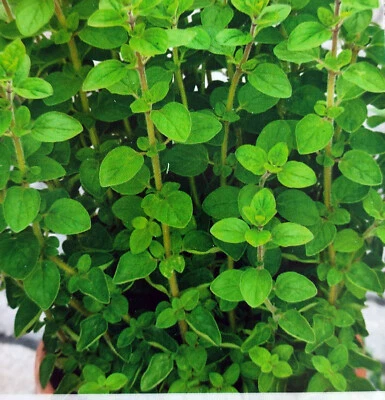 500 Samen Majoran 1 jährig Kräuter Gewürz Origanum majorana - Bild 1 von 4