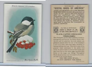 J9-6, Church & Dwight, Useful Birds America 10th Ser., 1925, #14 Black-c Chick - Bild 1 von 1