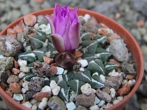 Ariocarpus kotschoubeyanus sladkovskii Rio Verde pot 5,5 cm - Picture 1 of 15