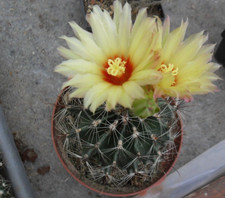 Hamatocactus setispinus