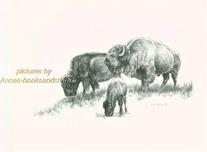 #175 BUFFALO with CALF * wildlife art print * pen & ink drawing by Jan Jellins - Picture 1 of 9