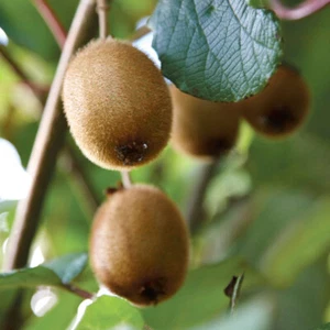 Kiwi Fruit Plant, Actinidia deliciosa 'Jenny', Established Plant in 9cm Pot - Picture 1 of 5