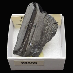 FERBERITA (Panasqueira m., Covilha, Castelo Branco, Portugal) #28339 / Ferberite - Imagen 1 de 1