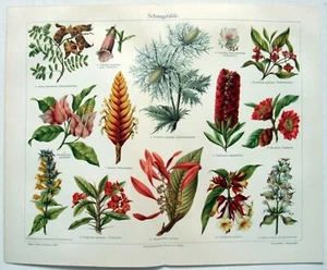 Display Plants - Original 1905 Chromo-Lithograph by Meyers. Schaugebilde - Picture 1 of 3