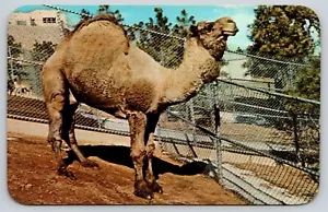 Postcard Dromedary Camel Camelus dromedarius Cheyenne Mountain Zoological Park - Picture 1 of 2