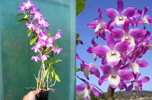Dendrobium Dream, orchidée, Orchid,, - Foto 1 di 1