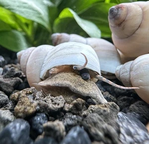 2 White Wizard Trapdoor Snails (Filapaludina sp) - Live Freshwater Snail Plants - Picture 1 of 7
