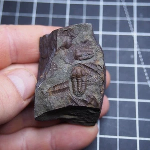 Tschechischer Trilobit Ellipsocephalus hoffi Kambrium Fossilien Dino 2431 - Bild 1 von 6