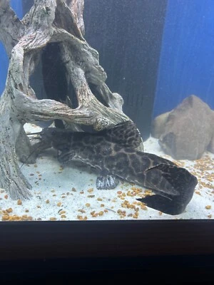 Marbled Achara Catfish | Male | Amazonian Catfish - Image 1 of 3