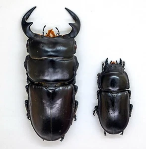 Lucanidae - formicolio Dorcus (coppia) (m) - zanna, Chiangmai, Thailandia (DAP70-01) - Foto 1 di 15