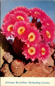 Arizona RAINBOW HEDGEHOG CACTUS Postcard - Picture 1 of 2
