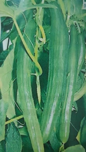 PEPINO ARMENIO EXTRA LARGO 35 Semillas Seeds - Imagen 1 de 1