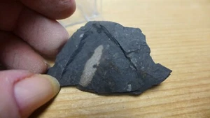 GEOLOGICAL ENTERPRISES Ordovician fossil phyllocarid Caryocaris curvilata Idaho - Picture 1 of 3