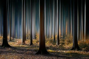 Fotokunst Fototapete - Wald - (6147) - Vlies - Natur - Bäume Tapete Panorama XXL - Bild 1 von 2