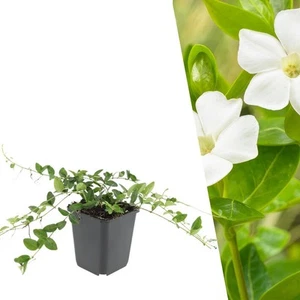 Weißes Immergrün Pflanzen 48 Stück | Bodendecker Winterhart | Vinca minor 'Alba' - Bild 1 von 7