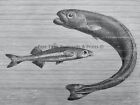 1896 Antique Fish Print Sand Smelt & Cuvier Royal Natural History By Lydekker