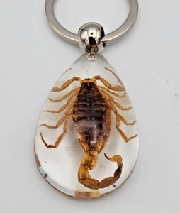 LLAVERO ESCORPIÓN Real Anillo Genuino Insecto Insecto Transparente Llavero Lucite - Imagen 1 de 7