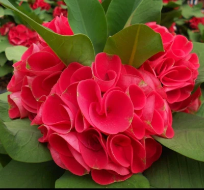 SALE Euphorbia Milii RUAY CHANGLOEI Crown of Thorns Corona de Cristo Rare Plant - Image 1 of 4