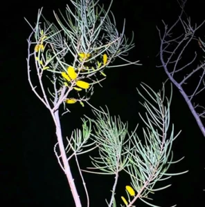 Acacia aneura Seeds - "Mulga" - Northern Territory Narrow Phyllode Variant - Picture 1 of 8