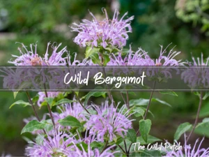 WILD BERGAMOT (Bee Balm, Monarda) - 500 seeds - A hummingbird magnet - Picture 1 of 6