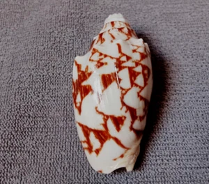 Cymbiola Vespertilio 47.5 mm F+++/GEM" TINY SIZE unusual chocolate pattern WOW!! - Picture 1 of 9