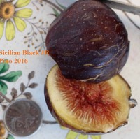 9X Fig Tree Cuttings you choose 3 varieties from popular fig cultivar list