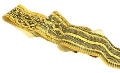 Piel de serpiente Elaphe Carinata cuero piel de serpiente amarillo brillante sin blanquear -- cierre Foto 1 de 3