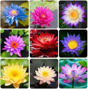 35+ Mixed Bowl Lotus Seeds - Water Lily Flower Plant Seed Non-GMO Home Garden - Picture 1 of 6