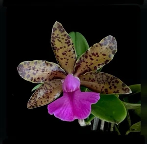 Cattleya Fascelis (aclandiae X bicolor) Fragrant Flowers Orchid Eros 2” Pot - Picture 1 of 9
