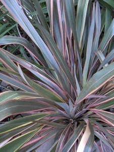 NEW ZEALAND FLAX Phormium Rainbow Queen 2 Litre Pot - Picture 1 of 5