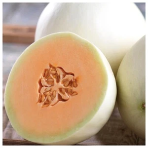 Honey Dew Orange Flesh Cantaloupe Seeds 50+ Muskmelon Fruit USA FREE SHIPPING - Picture 1 of 2