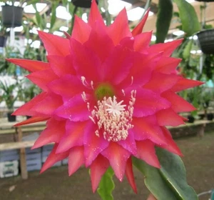 Epiphyllum Epicactus-Hybriden Kiwi Kane B. cutting -16 cm long - Picture 1 of 2