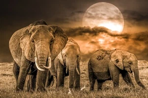 Elephant Moon Family Animal Wild Africa Large Art Framed Canvas Picture 20x30" - Picture 1 of 1