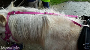 DAISY REIN web  Horse Pony - STOPS Ponies Eating Grass. lots of COLOURS - Picture 1 of 53