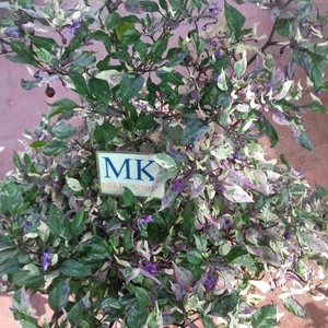 Purple Flash , 10 semillas , capsicum annuum (59) - Picture 1 of 2