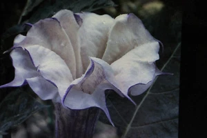 10 Samen indischer Stechapfel,TeufelstrompeteDatura metel purple,giftig#682 - Bild 1 von 1