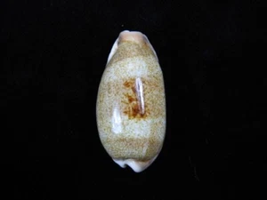 Sea shells Cypraea caurica 45.6mm ID#8191 - Picture 1 of 4