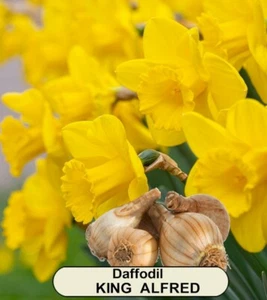 DAFFODIL BULBS - King Alfred - 50 x BULBS - FREE POSTAGE - Picture 1 of 5