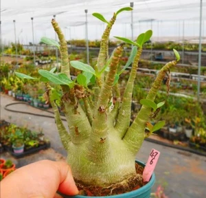 LiveSucculent Plant Adenium obesum WYSIWYG Garden Boutique Feature - Picture 1 of 1
