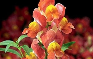 50+ Snapdragon Antirrhinum Montego Sunset Flower Seeds / Self-Seeding - Picture 1 of 1