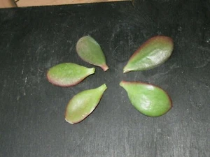 Jade Crassula Ovata ,Money Tree Succulent 5 Leaves & plant label, - Picture 1 of 5