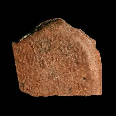 1.4" Fossil Turtle Shell Judith River Formation Montana Dinosaur Cretaceous Age - Image 1 of 4