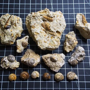 15pcs 580gr Gastropod Snail Cepaea Turritella Bivalve Fossils - Picture 1 of 9