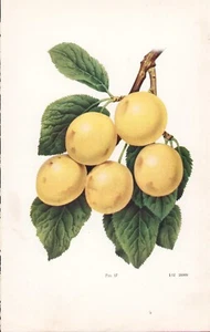 c1900 FRUIT YELLOW PLUMS ON THE VINE CHROMOLITHOGRAPH 5.75" x 8.75" - Picture 1 of 2