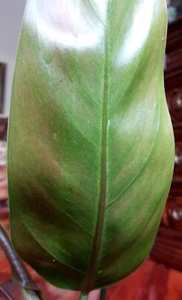 RARE Philodendron Hybrid Patriciae X Ruizii 20" Wide Aroid No Monstera Anthurium - Picture 1 of 16