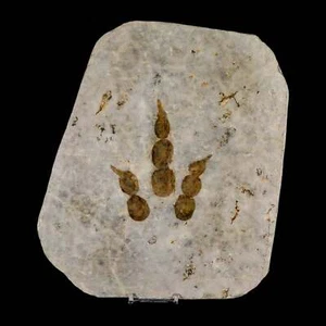 4.3" Grallator Variabilis Dinosaurs Track Foot Print Jurassic Age France COA - Picture 1 of 9