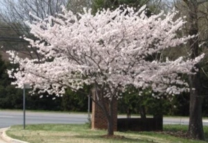 Cherrys Flowering Yoshino Ones Of The Most Popular In The World 2 Trees 2.5" Pot - Picture 1 of 6